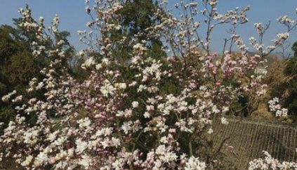  树木@被农民当成柴火烧的树木，价值超虫草，曾经是农民眼中的救