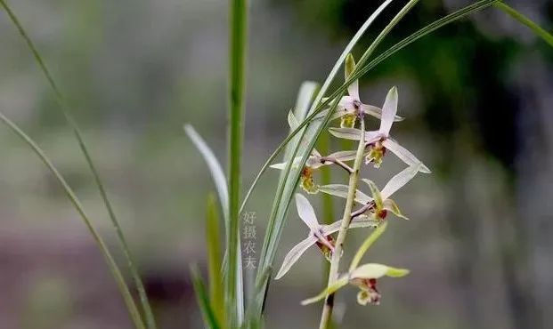  『种植的兰花』服盆期的兰花,可别乱施肥,这样施才安全有效!