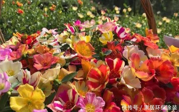#品种#太阳花竟也有这么多品种,开成花海,也能成为惊世美景