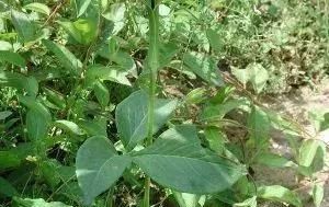  玉米@玉米地里，比玉米贵100倍的杂草，你认识吗？