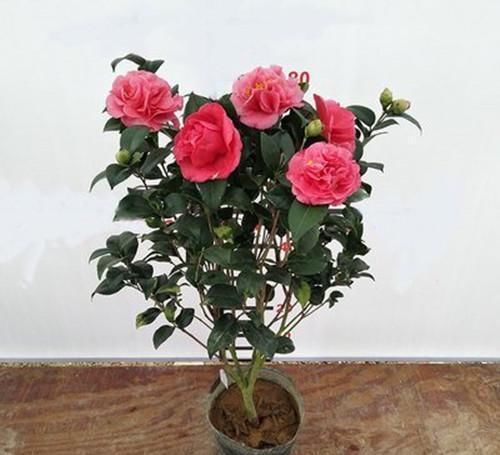  『源于』此花，源于美国，花型九心十八瓣，花大色红，香气袭人，值得拥有