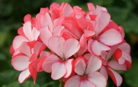  『家里』家里养这几款花，服盆快长势快，开花芳香四溢，花朵稠密惹人眼