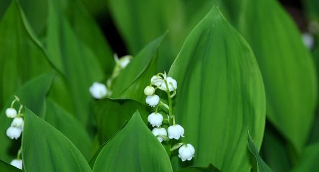  「寒冷」这花原产在寒冷山区，现在风靡全国，花香怡人能杀菌，但全株有毒