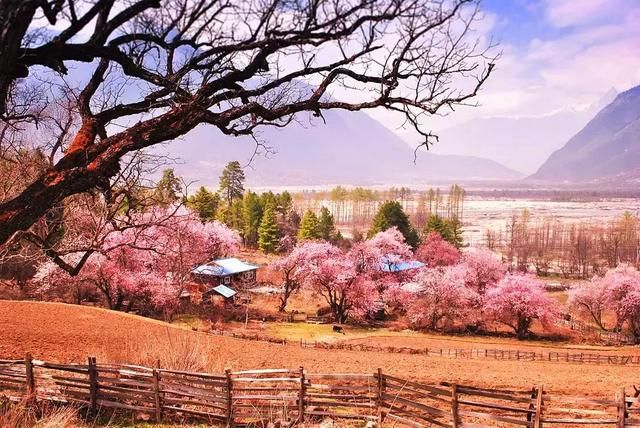 2019年，去林芝看桃花！