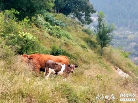  「立夏」立夏之际，走进济南南部山区青铜山