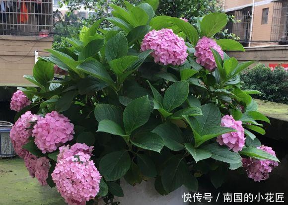  「不停」养绣球，选择“无尽夏”，花瓣直径18公分，晒足太阳花开不停