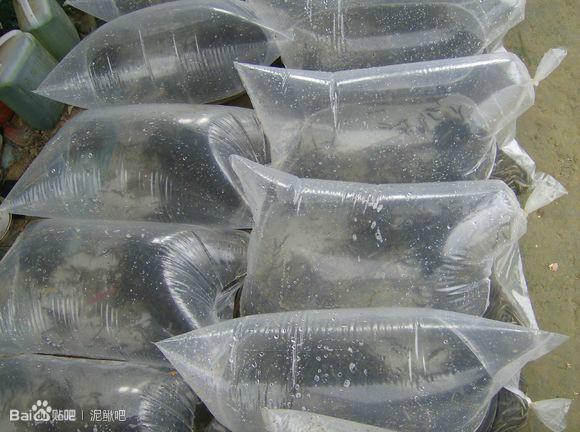 绍兴泥鳅苗多少钱一斤|诚信合作