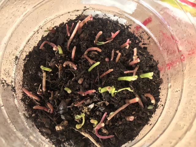 扦插■只用叶子也能扦插,这花把叶子剁5段,插到土里就能长成5盆花