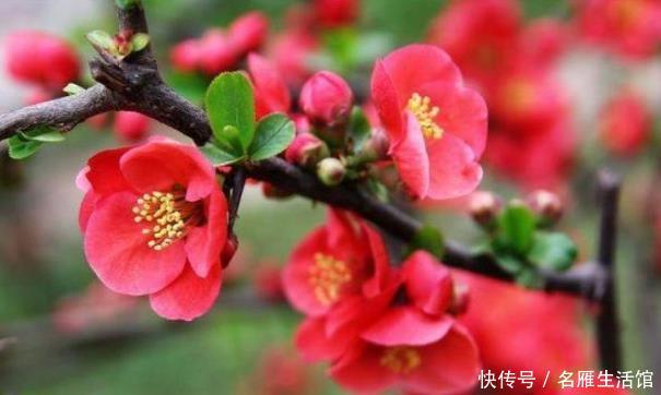 『养花』新手养花,不如养盆花中精品“鸿运当头”,花好吉祥,高贵典雅