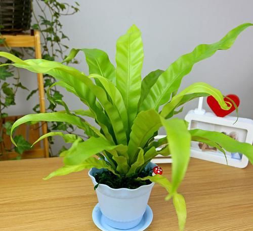  『观叶』这5种观叶植物，比“花”还好看，养上一盆准没错
