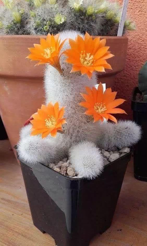  『开出的花』非常罕见的仙人掌，一起欣赏！