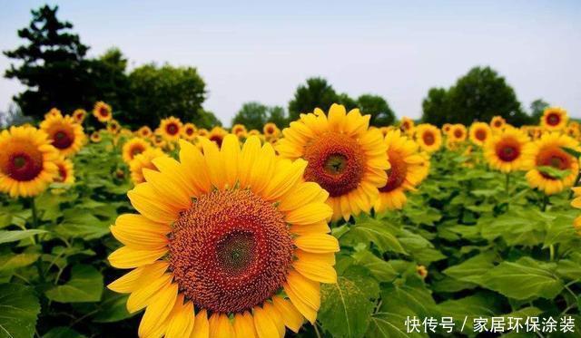 「对光照」这几种花最喜欢“晒太阳”,太阳正旺多晒晒,开花也能变多