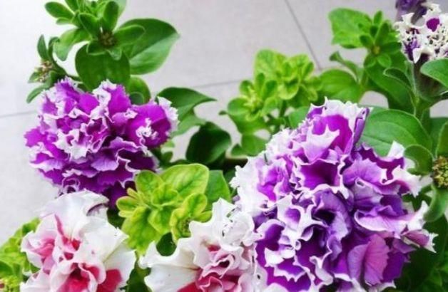  重瓣牵牛花：此花，一般用作盆栽观赏，也可用作切花。