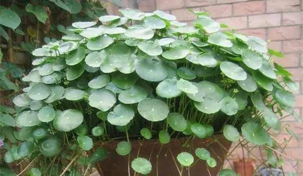 『外观很』怎样浇水都死不了的植物,新手们速度收藏起来
