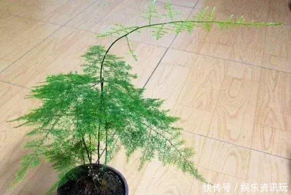 「新芽」文竹不长新芽问题可能出在“4个地方”,做对了很快爆盆