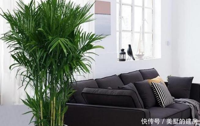 富贵|这4种花可以养出“富贵命”,寓意平平安安,聪明的家长都在养!