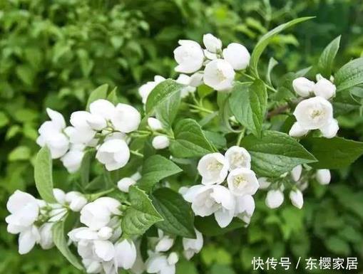 「抓紧」盆栽4种花卉要“狠心”,现在得抓紧“理发”,从头再来更旺盛