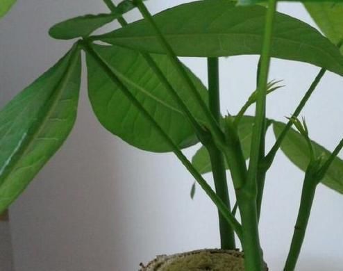  冬天■发财树叶片“软趴趴”？狠心理个“光头”，明年照样枝繁叶茂
