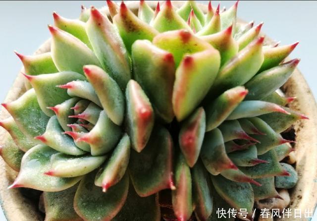 「光照」多肉吉娃娃还叫杨贵妃?喜欢你没道理,这样养一年四季状态美美