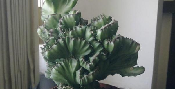  【益处】此花，能有效预防辐射，所以选择把它放在客厅里，对身体的健康有益处