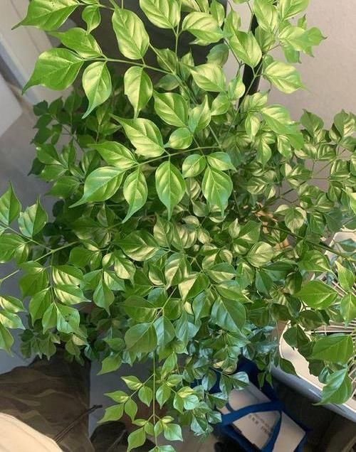  「吸附」养盆幸福树，净化室内甲醛，吸附灰尘颗粒，不花钱的“净化器”