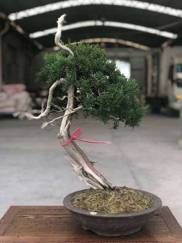  『来看第』农村老伯分享的几盆真柏树盆景，盆盆都是精品，不同角度不同的美