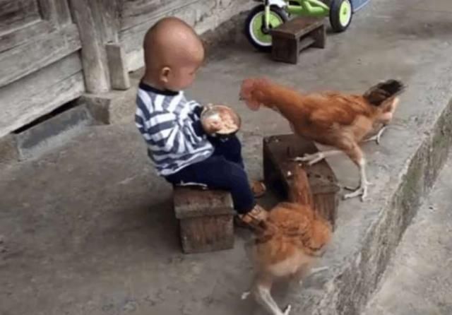  [接下来]小男孩在院子一个人吃饭，突然来了一群鸡，接下来一幕令人傻眼了
