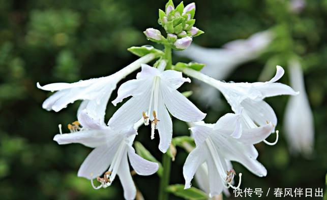 「养花」喜欢在家里养花,就养几种最受欢迎的花,开花喜庆还好养,满屋香