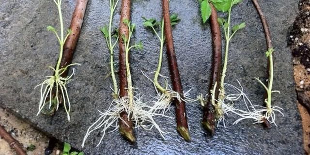  溶液：生根粉使用的几个方法，和生根溶液有啥区别，什么东西可代替它们