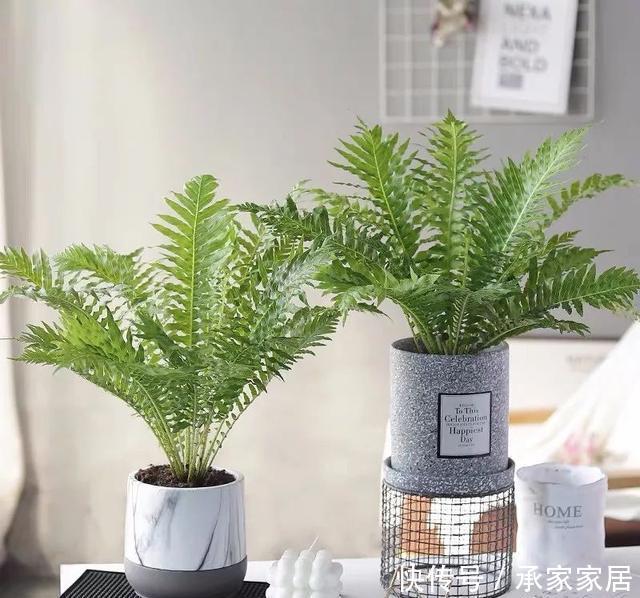  『家中』家中必养的3种观叶植物，招财纳福好运来，你家有几种？