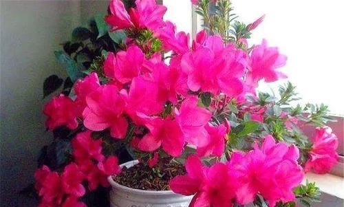  『把握』四季杜鹃开花有诀窍，把握3个“小细节”，1年开花365天