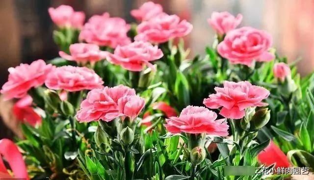  以食用■集观赏、食用为一体的6种花，好看又好吃，你吃过几种？