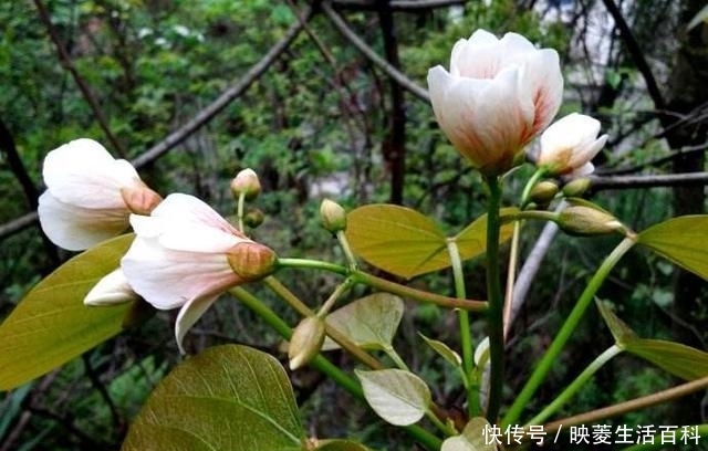  #上漆#这种树叫做“油桐树”，山里人用它给棺材上漆，种子曾卖5