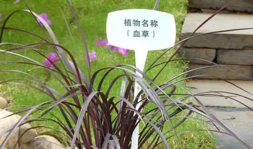  #人称#这东西，人称“血草”，名字吓人却是一“宝”，野外遇见，请珍惜