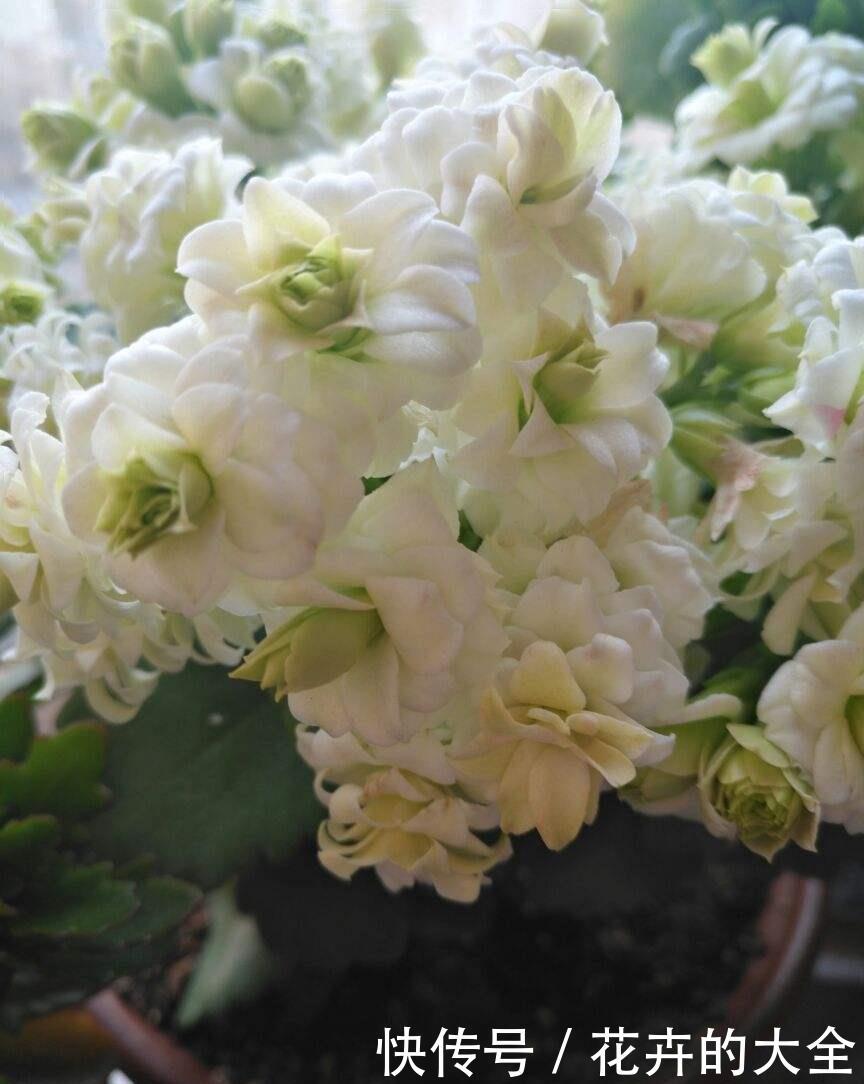  禁忌■养花不能太随意，否则花草浑身难受，几天就死翘翘！