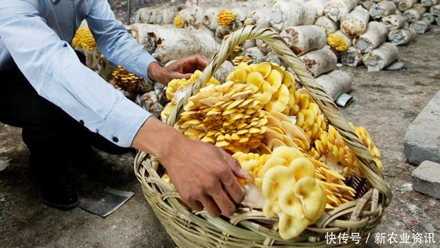 农民种植致富：亩产量8000斤，一斤卖10元，一年收入几十万