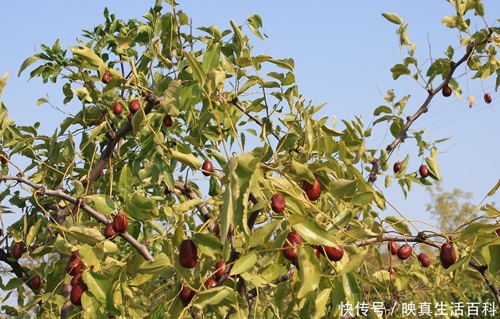 维C含量是苹果100倍，过去常烂地上没人要，如今农民却大量种植