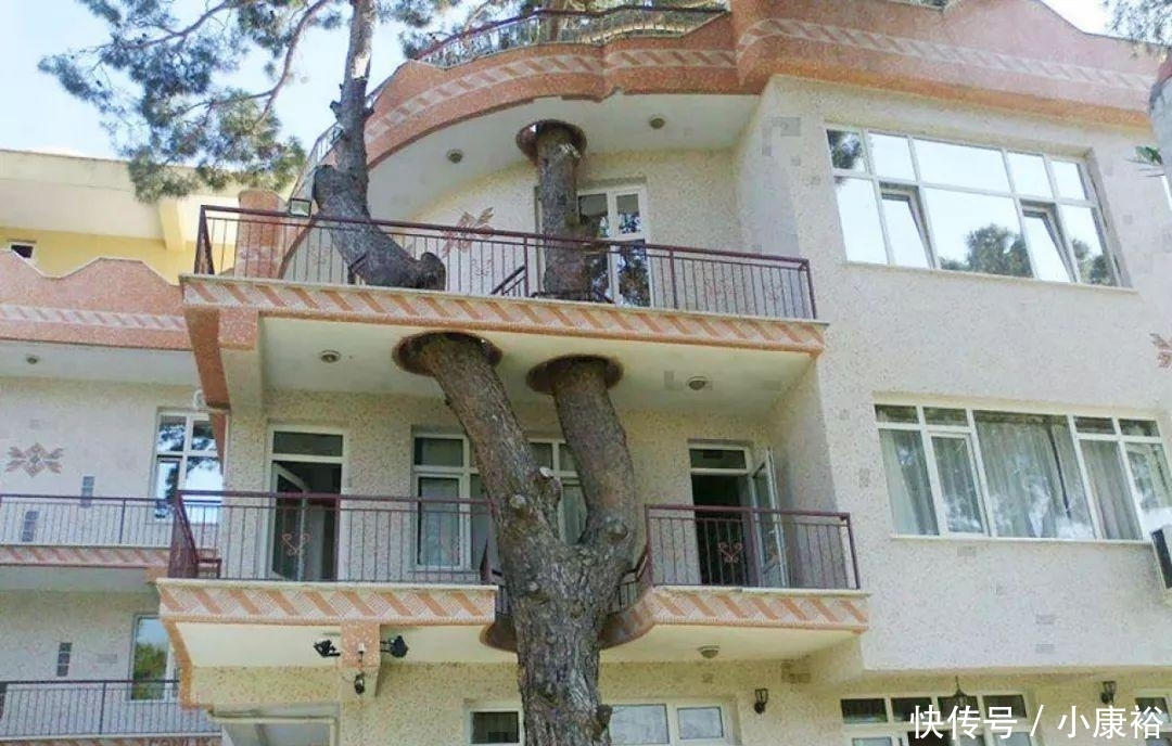 直击外国人给植物“让道”后修建的建筑, 每一个都值得赞赏