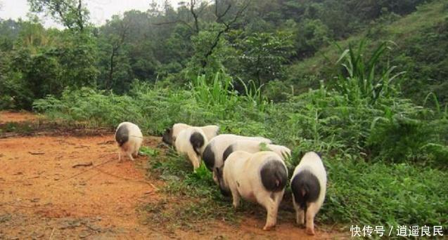 养猪会污染空气，专家建议禁止农民散养猪，老农民一句话怼回去