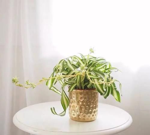  『湿润的半阴』植物也爱“烫发”，推荐五种叶子卷曲的植物，家里养一盆，新颖别