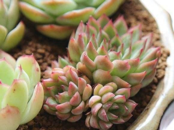  『光照』女雏是景天科拟石莲花属的多肉植物，女雏，容易长侧芽爆盆的多肉植物
