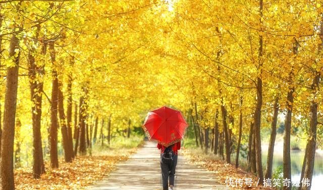 银杏黄了,这5种在银杏树下的人像拍摄技巧帮到你