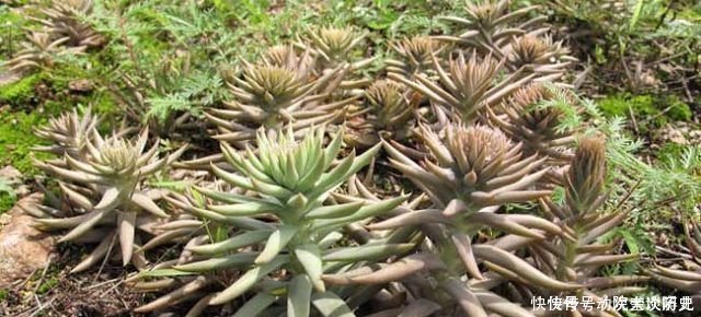 农村这一野生多肉植物，长在屋顶，有很多用处，现在几乎见不到了