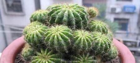  「懒人」懒人就种这5种植物，一月不浇水照样长，一棵变多棵，一年长爆盆