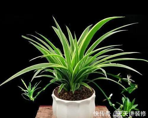 家里|家里什么植物都可以不养,唯独这4种花万万要摆,身体越住越健康