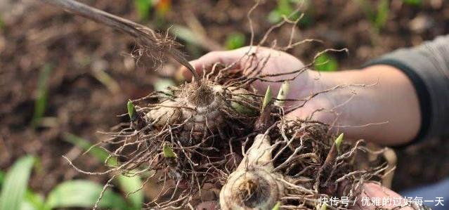 农村“有钱人”才敢种的农作物，一亩地赚10万元！