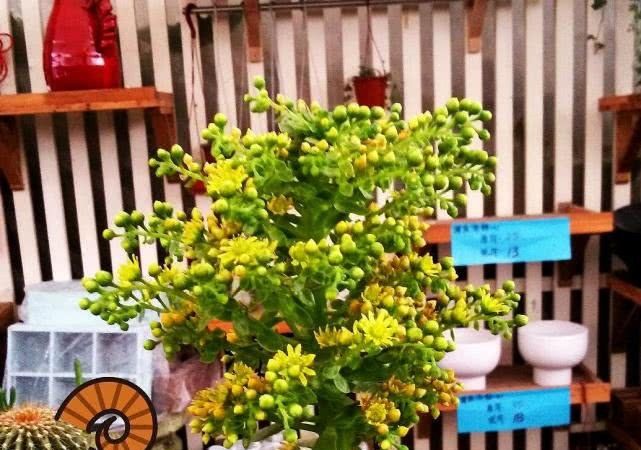 【白花韧锦】有8种多肉“开花不用剪”,只要肥水跟上来,一绽放比啥花都美