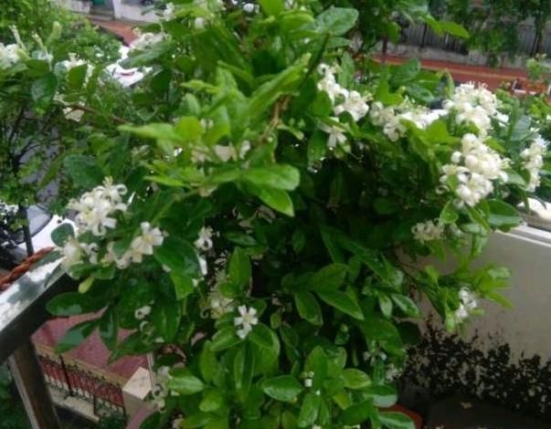 『养护』此花,开花时香气非常浓郁,要远离卧室,在阳台上放置即可。