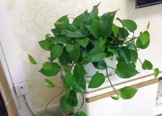 #绿萝#养殖绿萝、吊兰,不想水培该如何管理?掌握3个知识点就够了