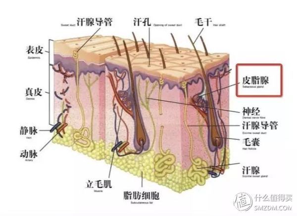 如何拯救油头星人、脱发怪人,这篇文章告诉你!!!